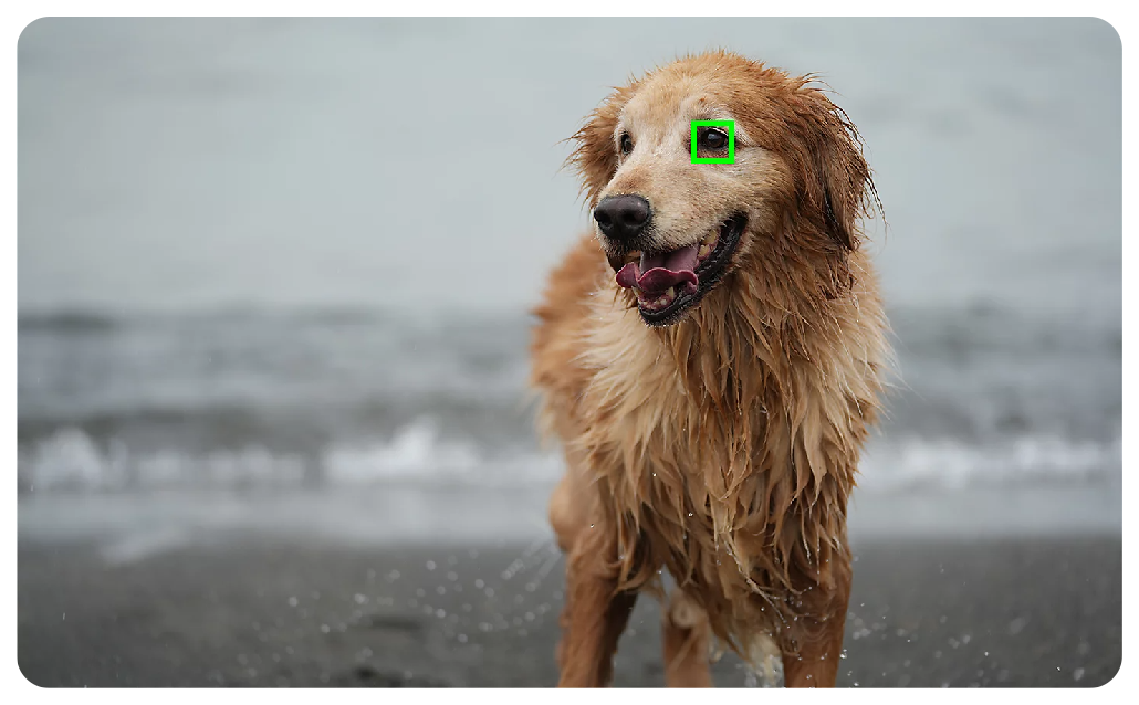 Sony A7 IV Camera sample of golden retreiver standing on a beach with ocean waves in the background with eye autofocus bracket on left eye